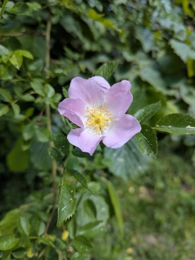 A close up picture of a wild rose flower. Lots of green leaves in the out of focus background