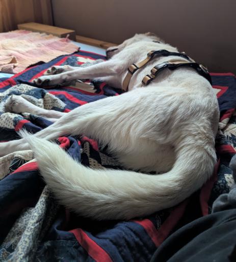 A middle sized white dog with beige laying relaxed on a patchwork blanket. It's sleeping.