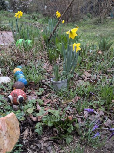 Ein Foto von gelben Narzissen zwischen grünen Tulpenblättern. Ganz links im Vordergrund eine bunte Raupe aus Metall. Rechts im Vordergrund fast verblühte dunkellila Krokusse.